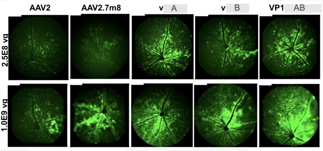 Modification of the adeno-associated virus 2 (AAV2) capsid within the ...